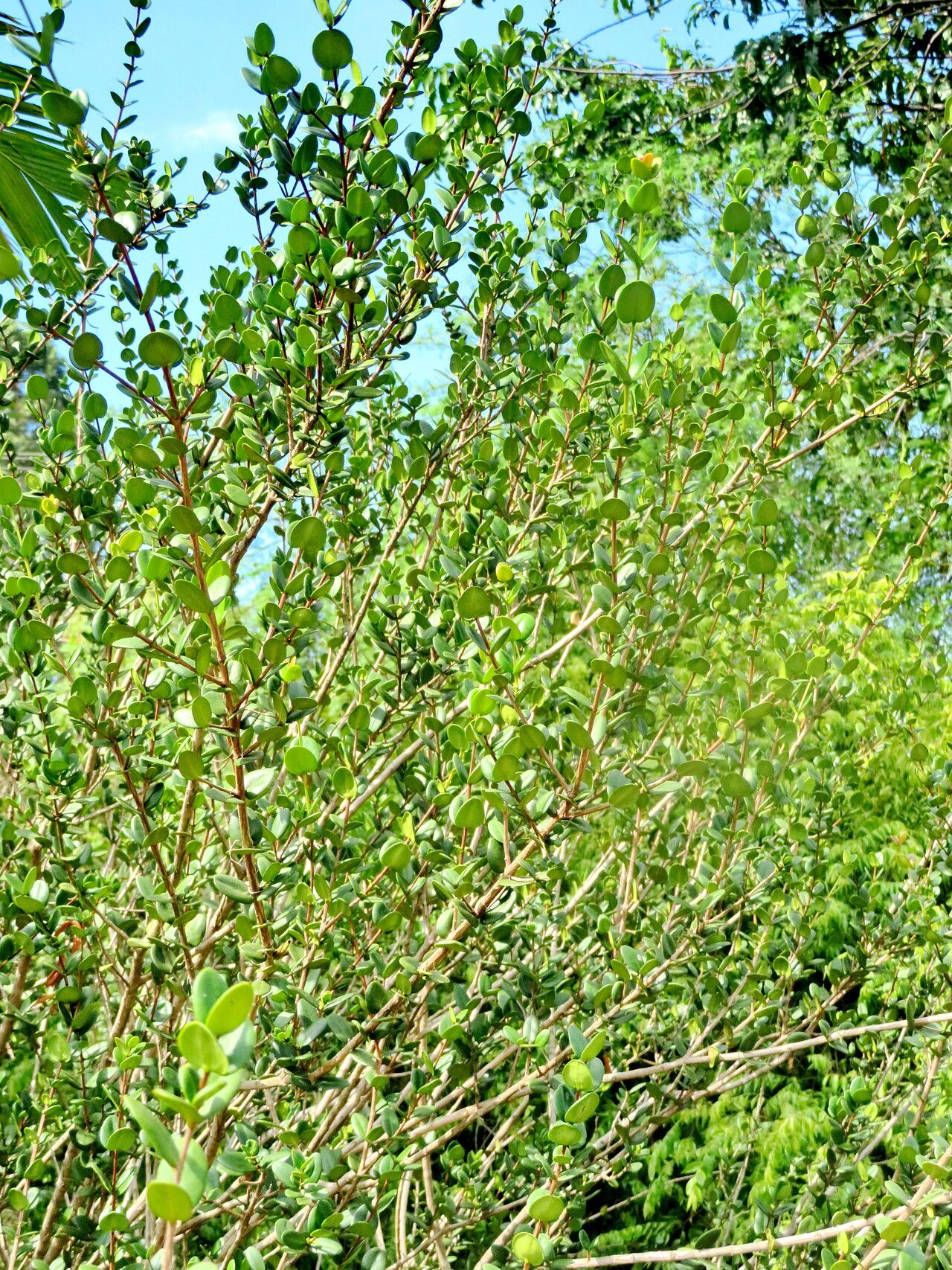 Eugenia azeda habit