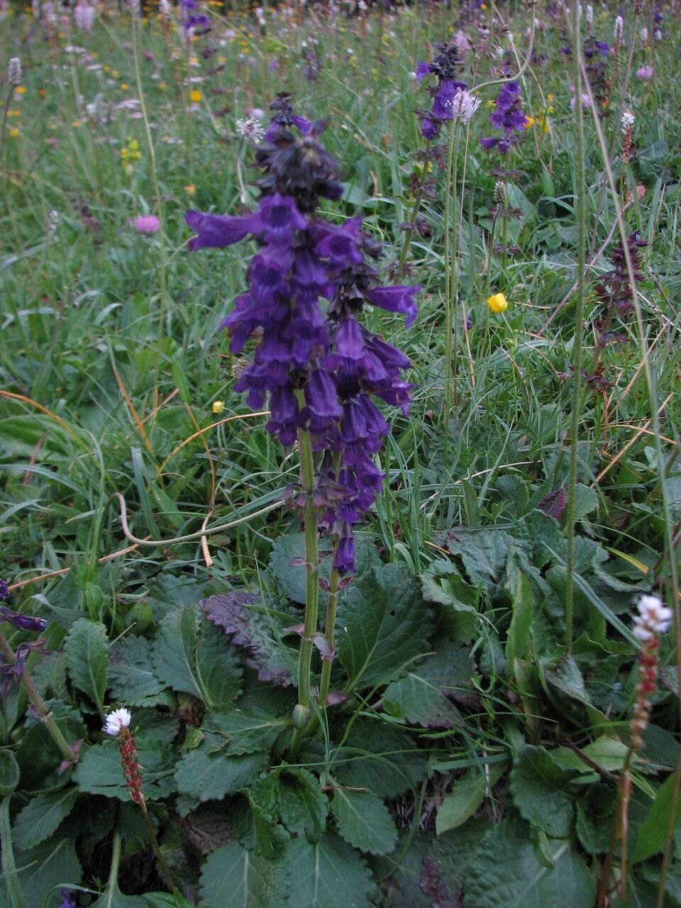 Horminum pyrenaicum flower