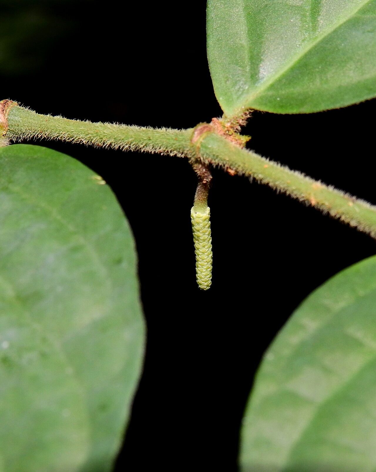 Piper adenandrum fruit