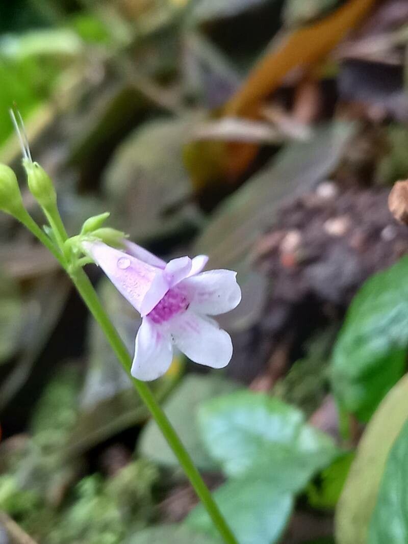 Tetranema roseum flower