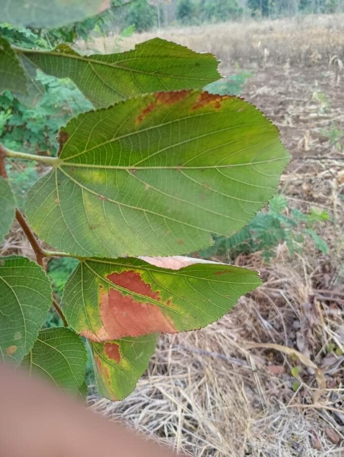 Grewia monticola leaf