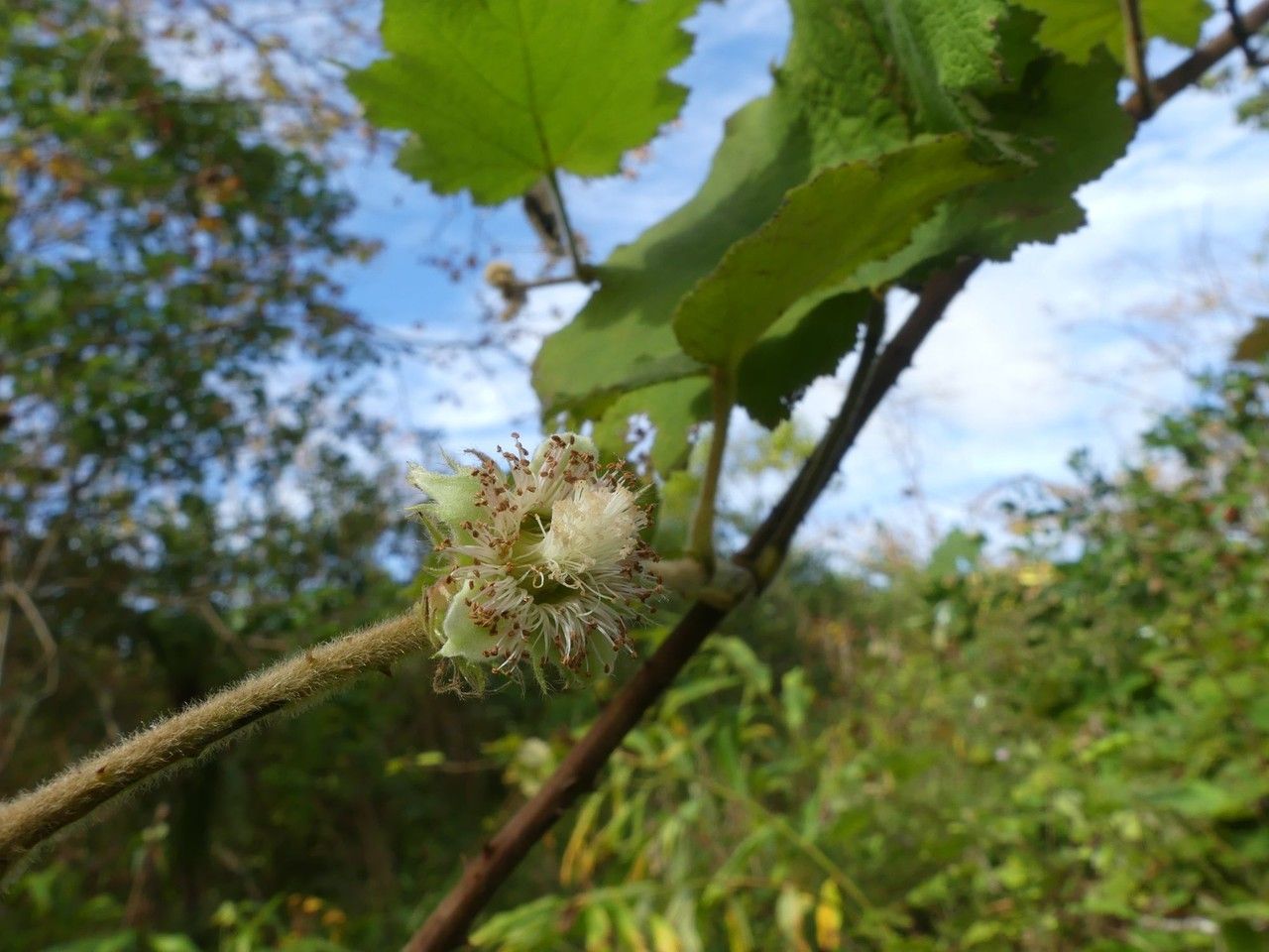 Rubus alceifolius flower