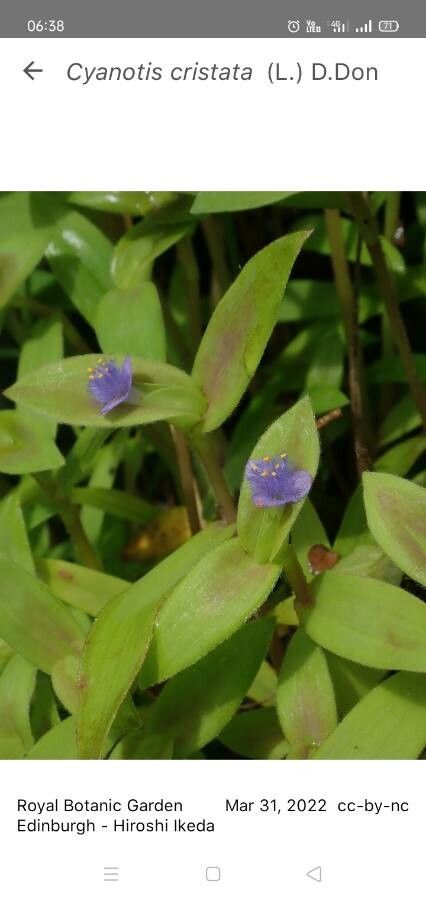 Cyanotis cristata — search result for 'Commelinaceae'