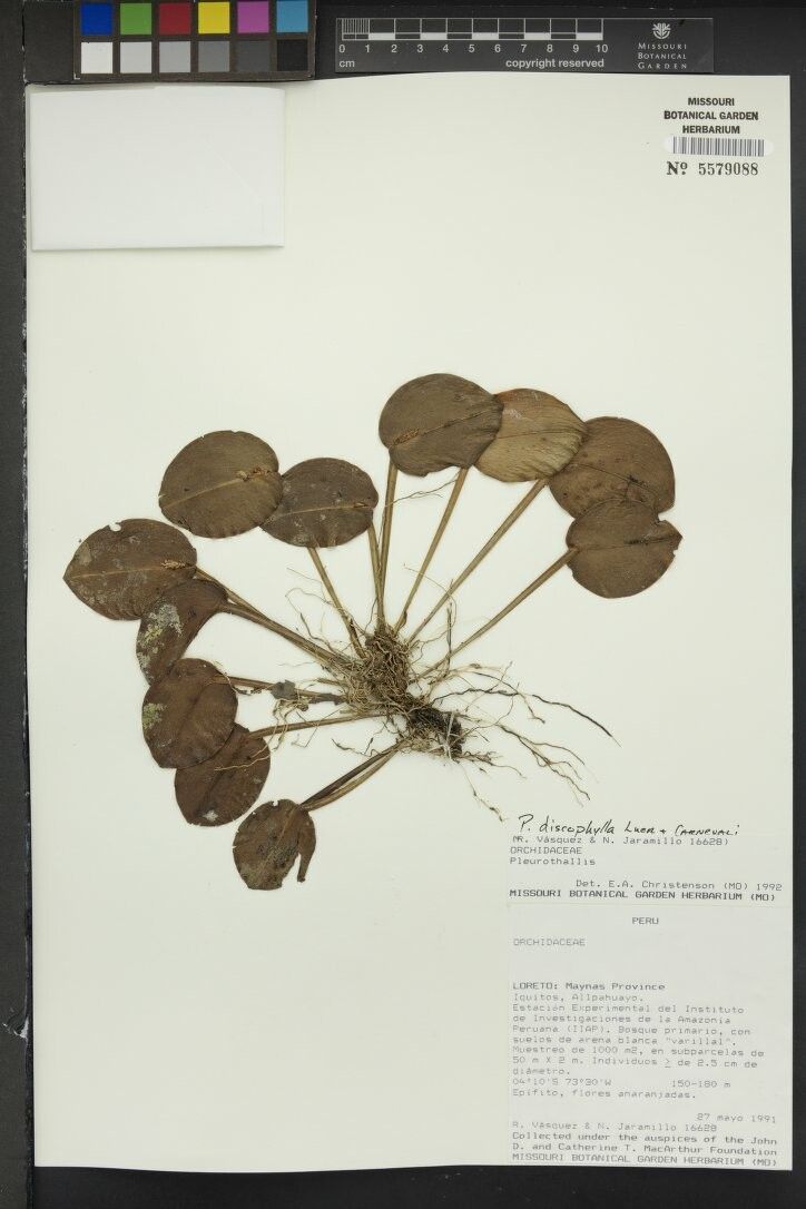 Acianthera discophylla — houseplant care guide