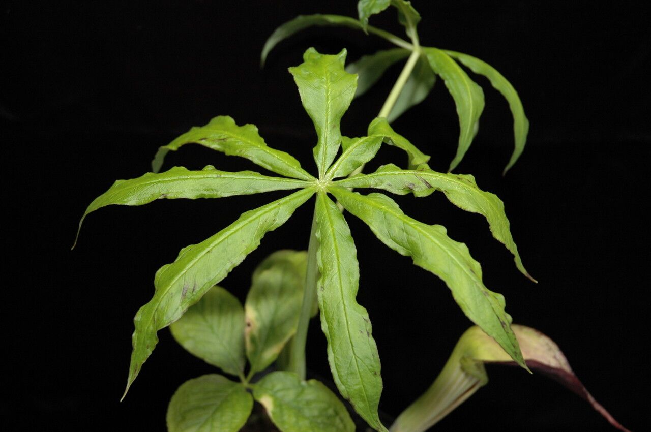Arisaema echinatum — search result for 'Arisaema'