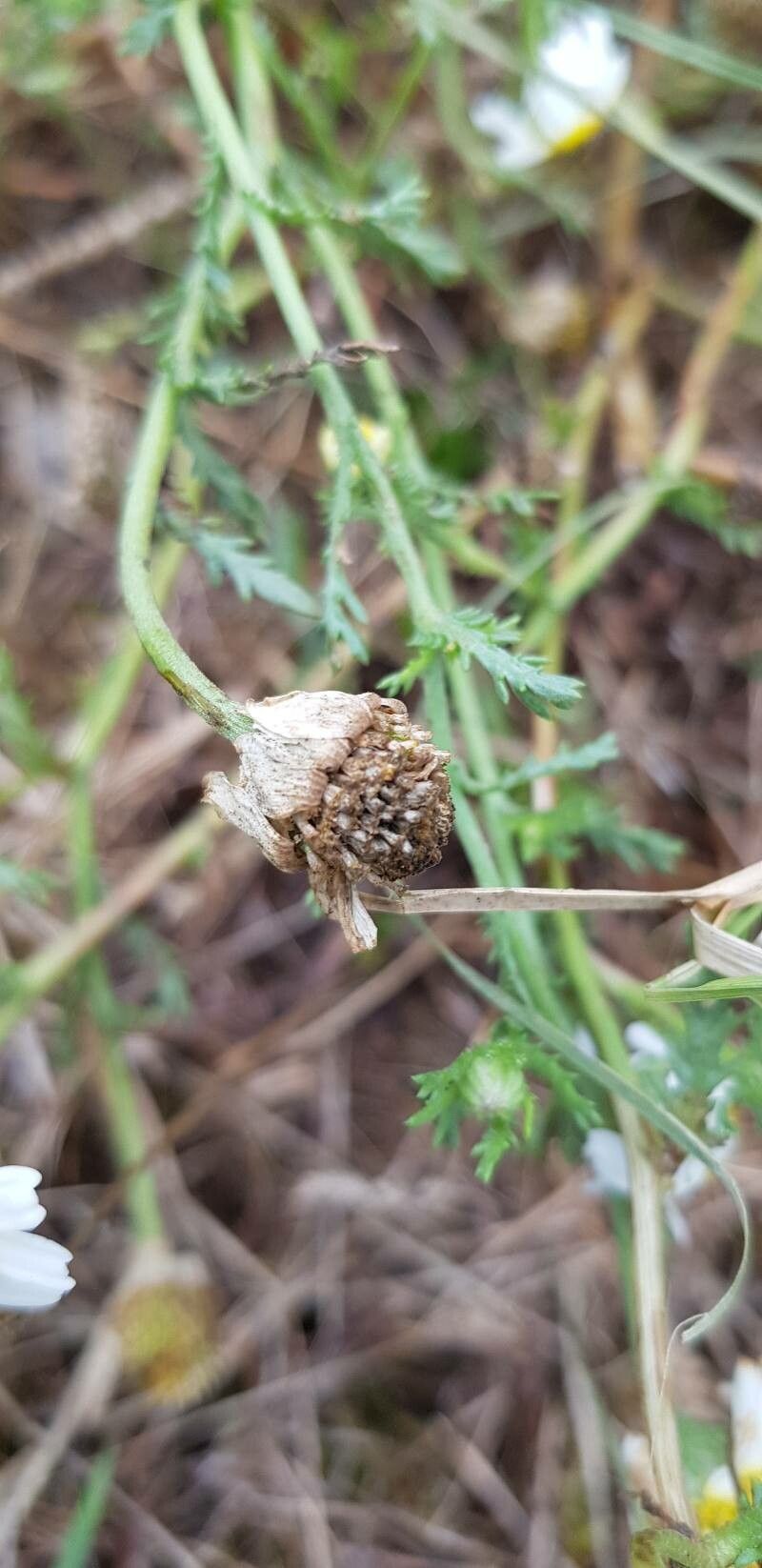 Cladanthus mixtus fruit