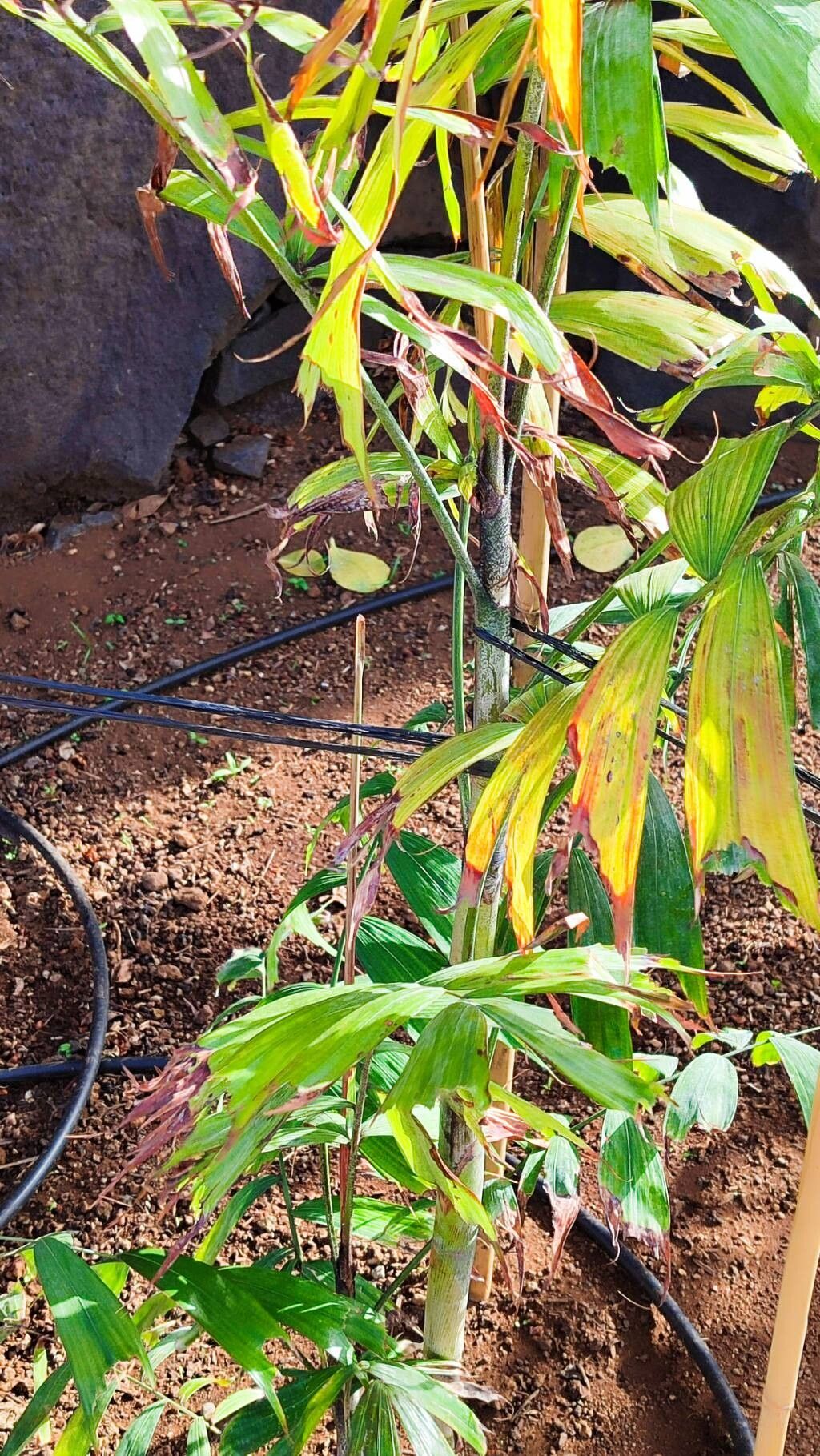 Ptychosperma pullenii habit