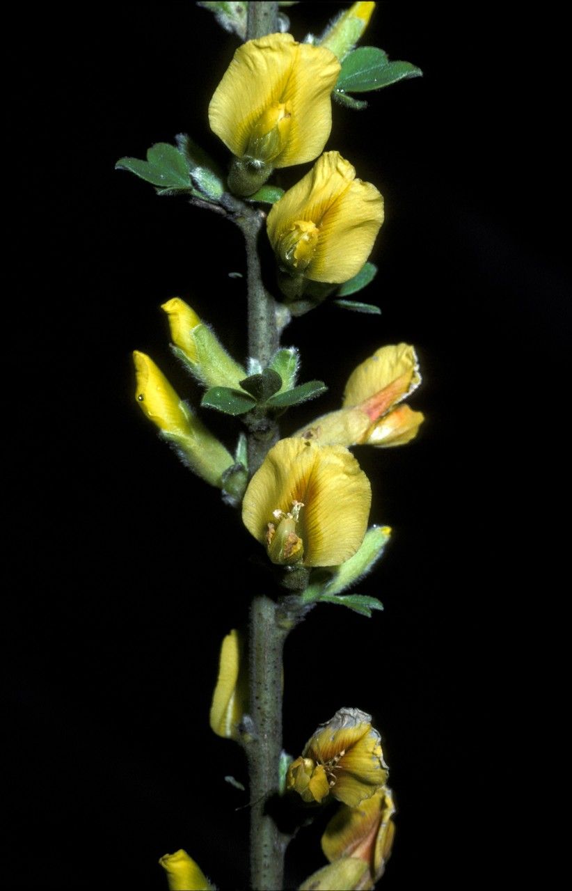 Chamaecytisus elongatus — related species from the same genus