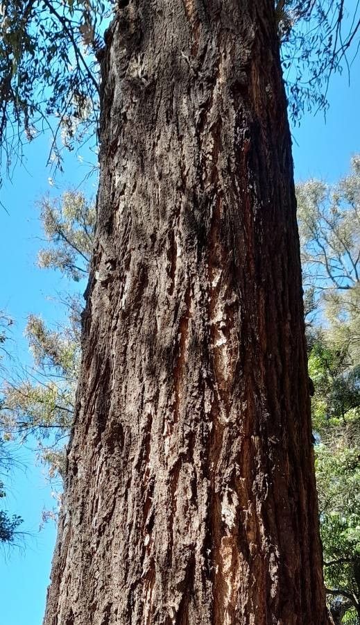 Eucalyptus siderophloia bark