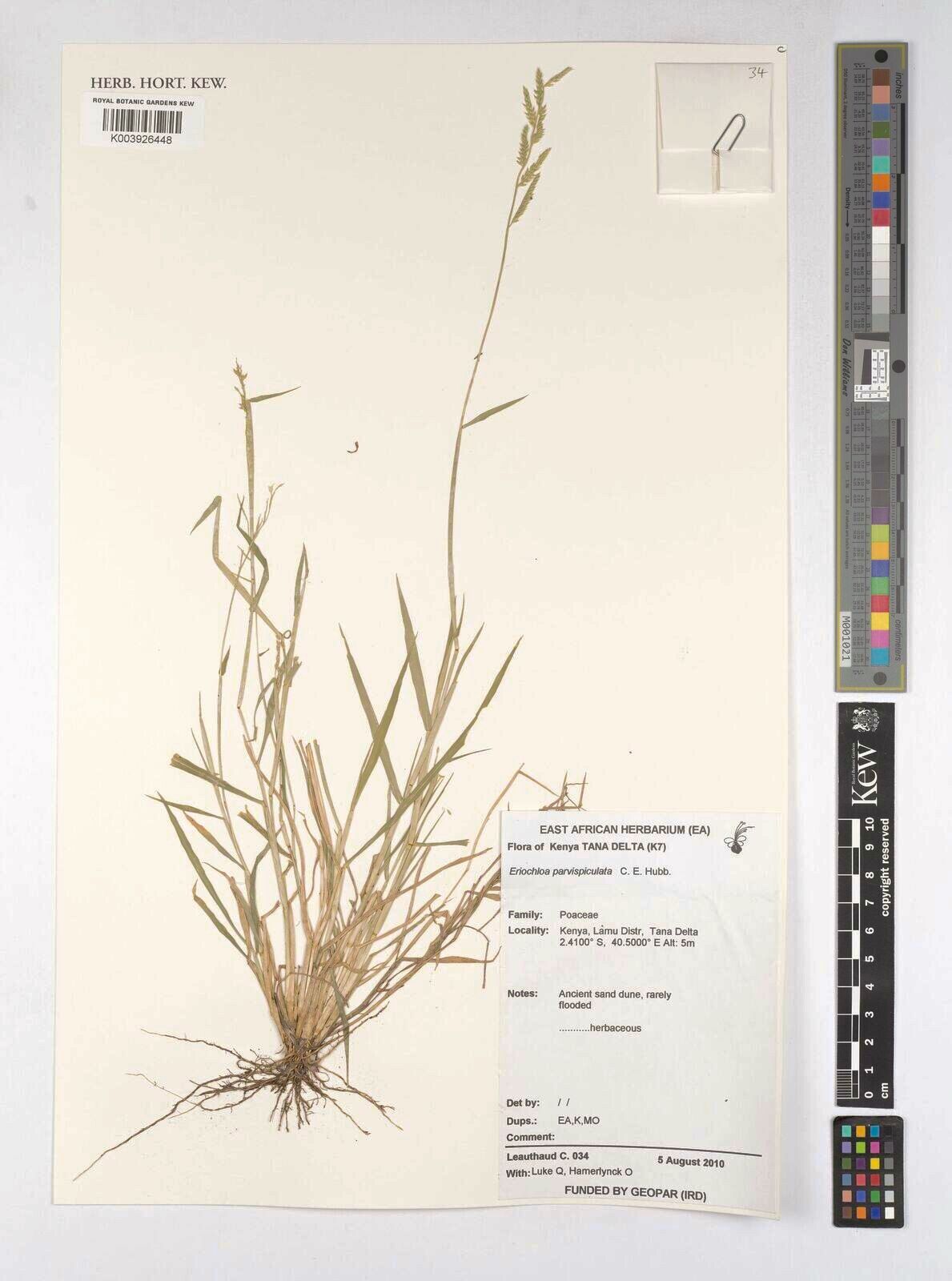 Eriochloa parvispiculata — related species from the same genus