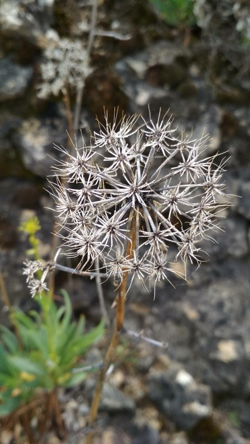 Bupleurum gibraltaricum fruit
