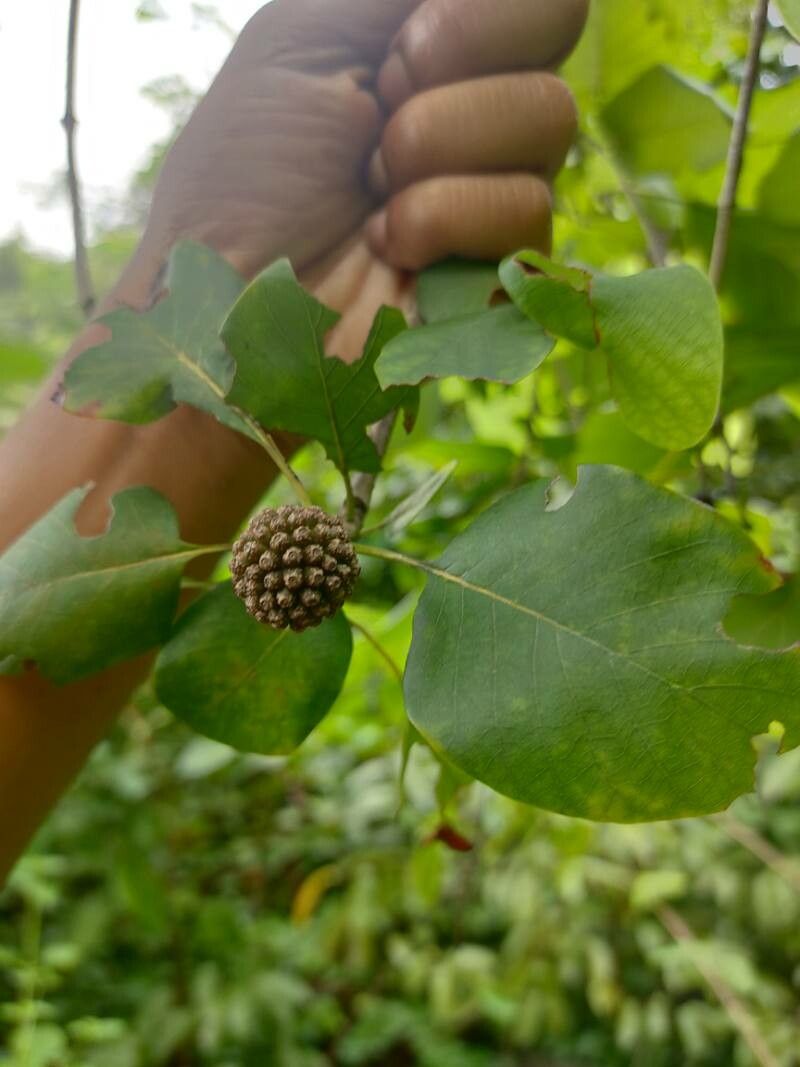 Litsea monopetala fruit