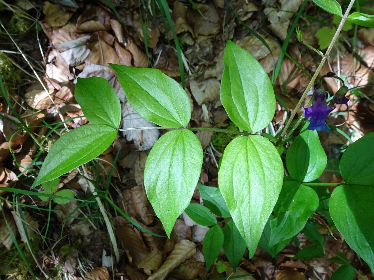 Lathyrus vernus — search result for 'Lathyrus'