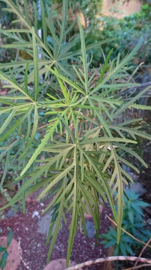 Ruizia cordata — houseplant care guide