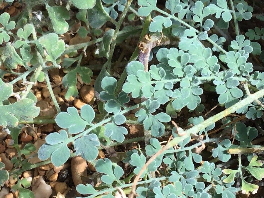 Corydalis tomentella — houseplant care guide