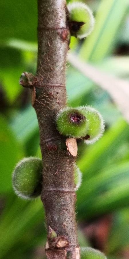 Ficus hirta fruit