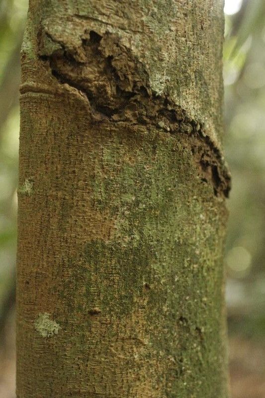 Annona foetida bark