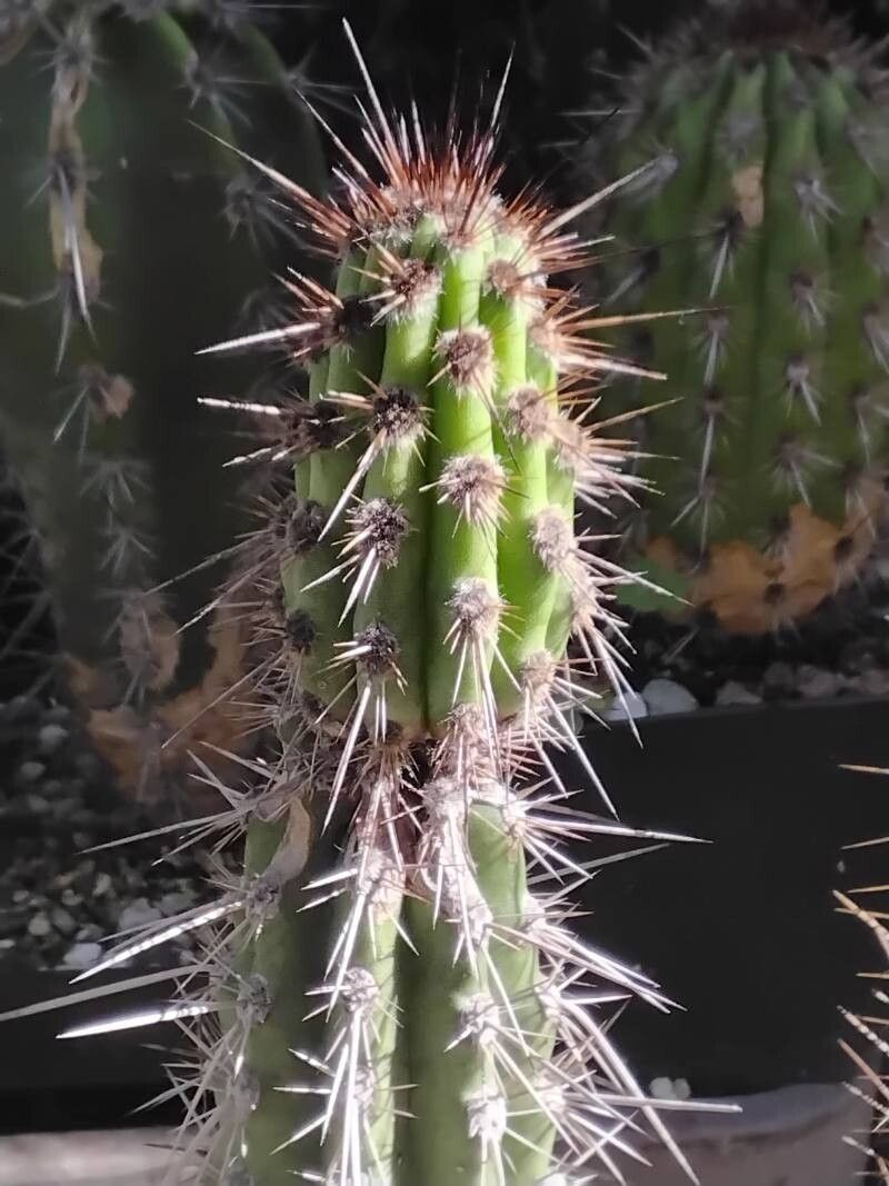 Eulychnia taltalensis — houseplant care guide