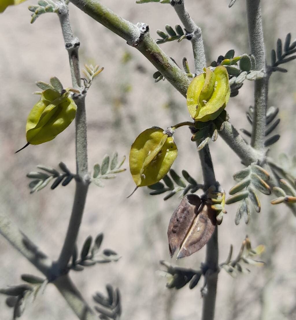 Bulnesia chilensis fruit
