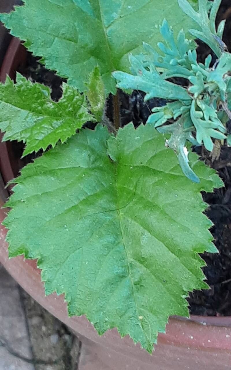 Crataegus submollis — search result for 'Crataegus'