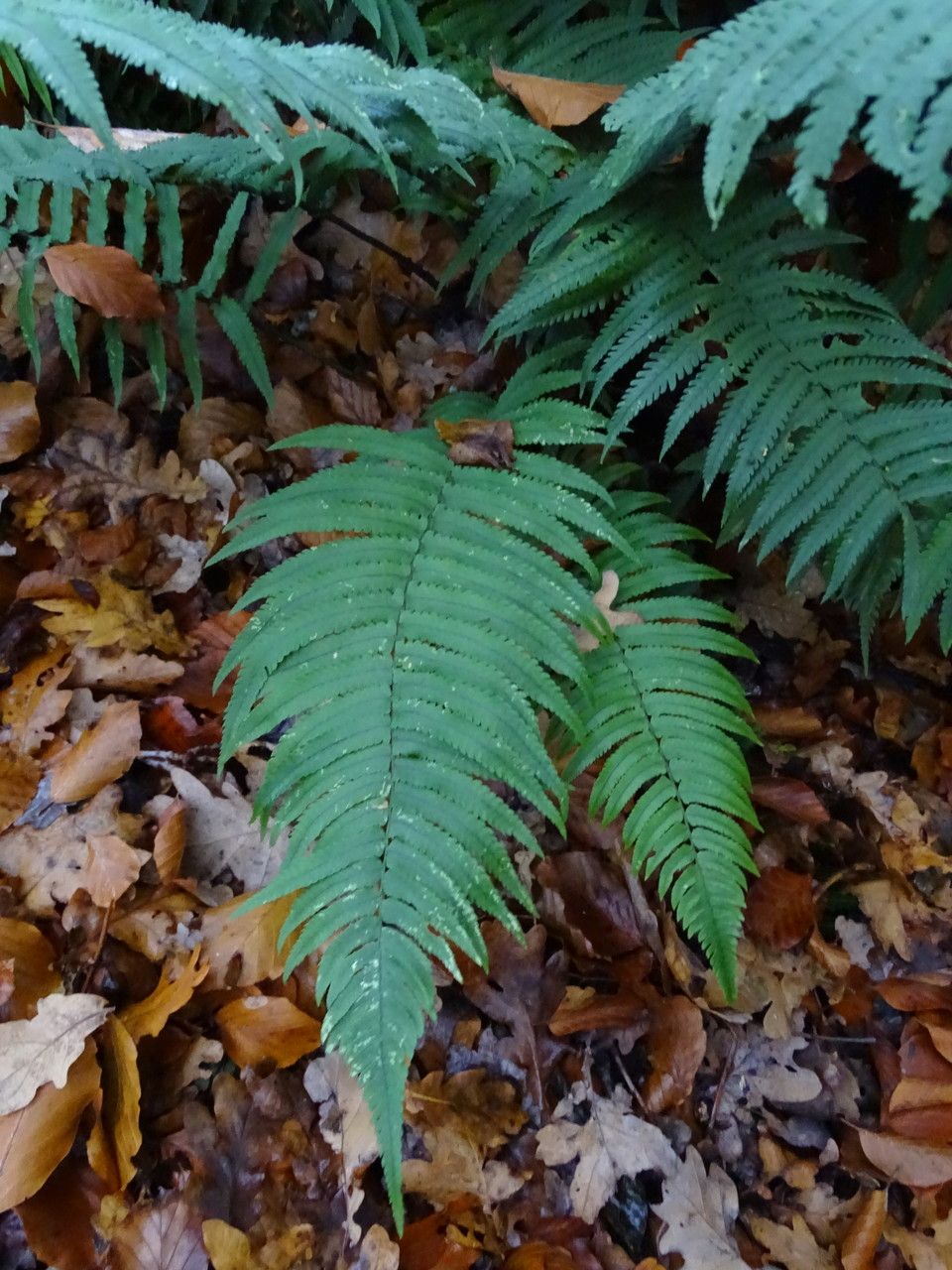Dryopteris cycadina habit