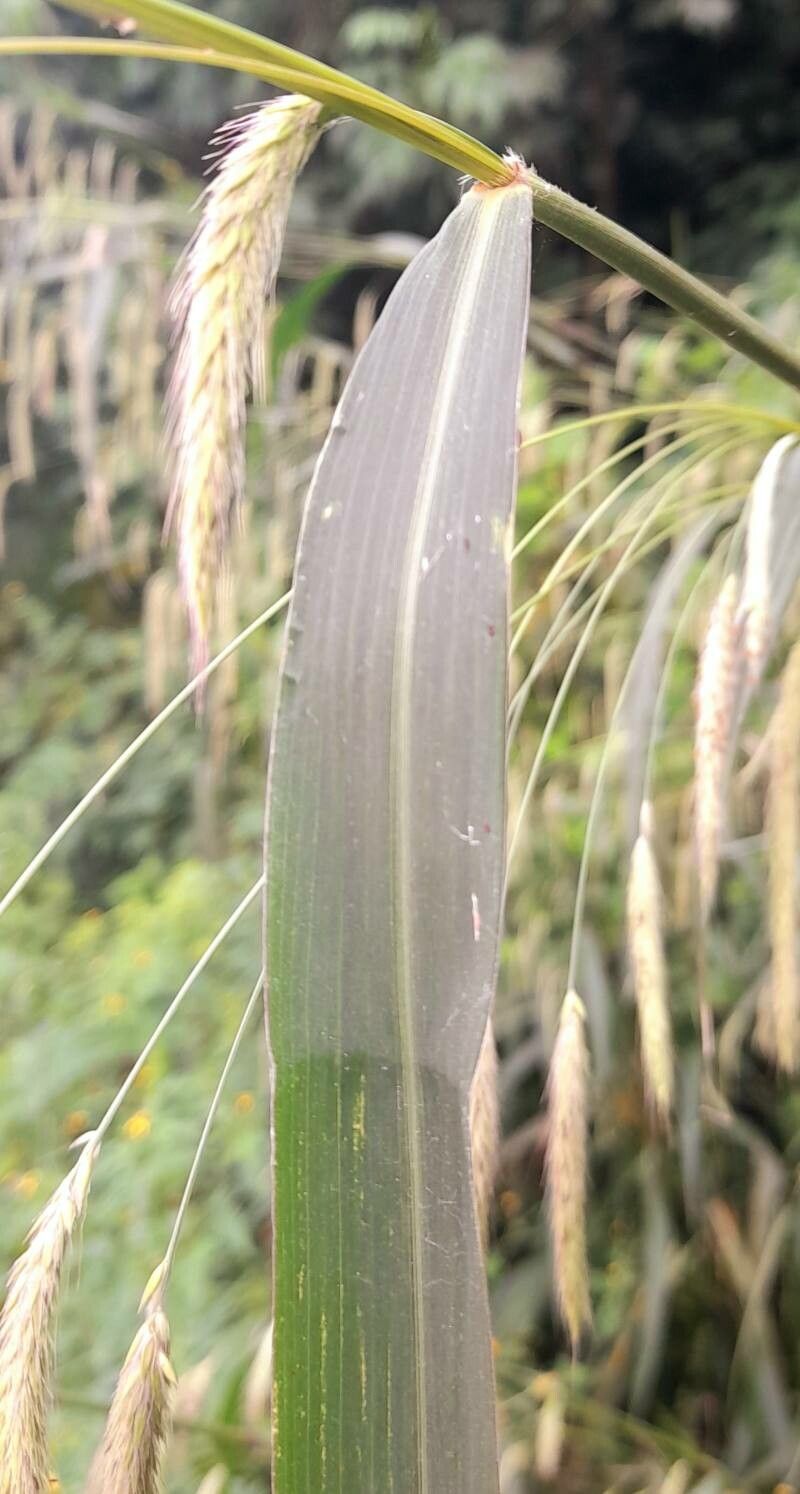 Cenchrus latifolius — search result for 'Uruguay'