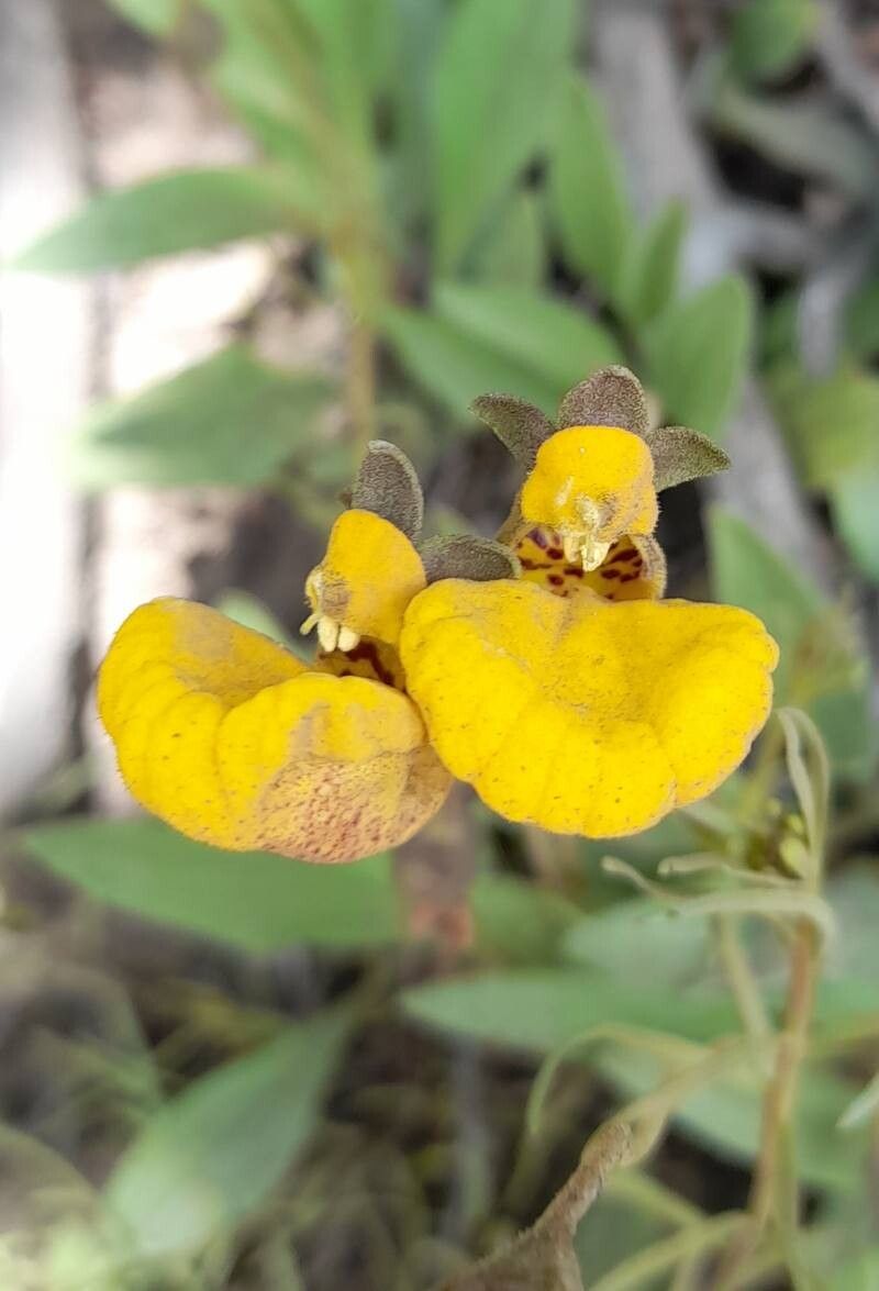 Calceolaria polyrhiza flower
