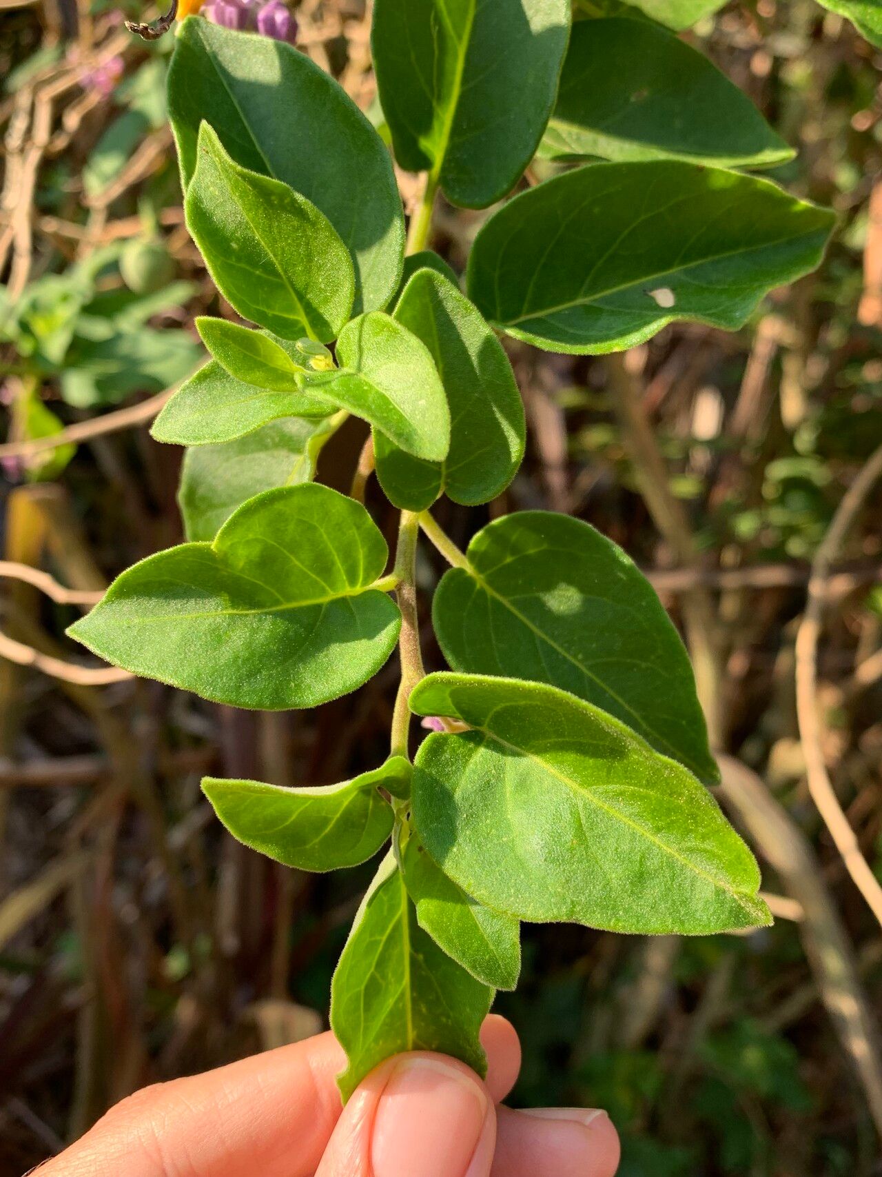 Solanum pelagicum — houseplant care guide