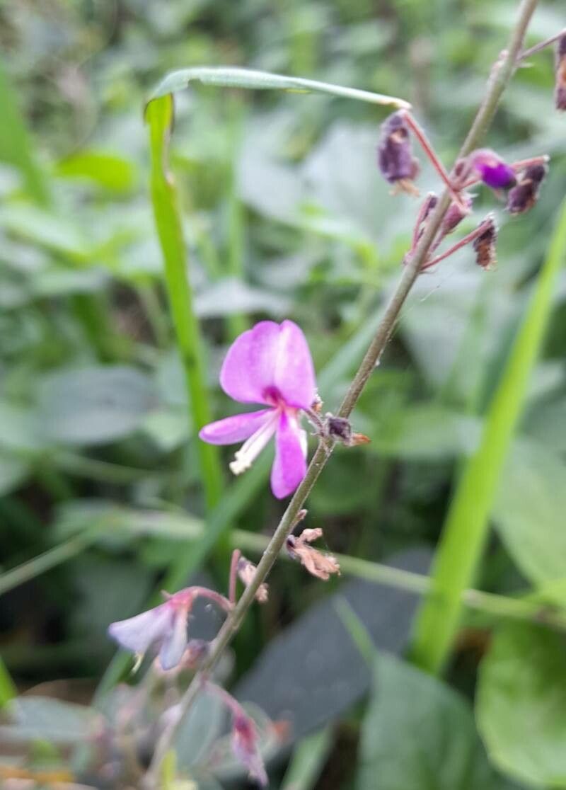 Desmodium uncinatum flower