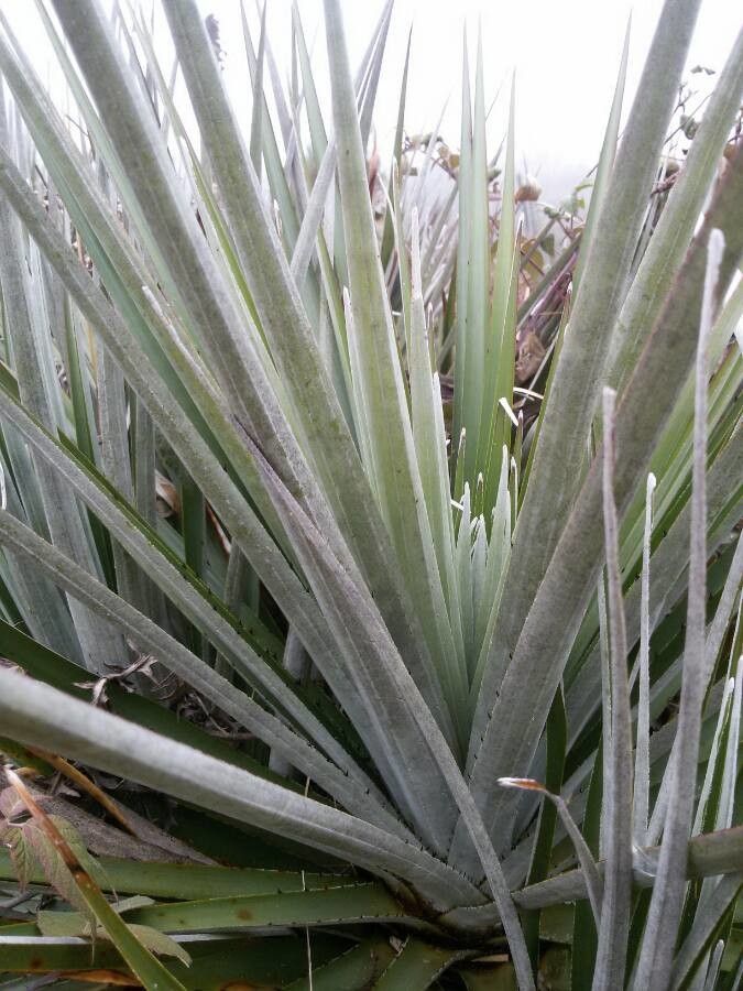 Puya dasylirioides leaf