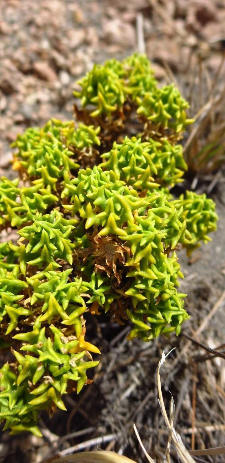 Haplopappus foliosus leaf