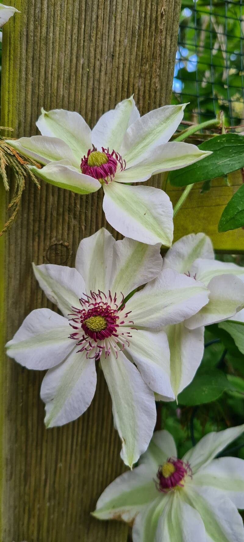 Clematis × jackmanii fruit
