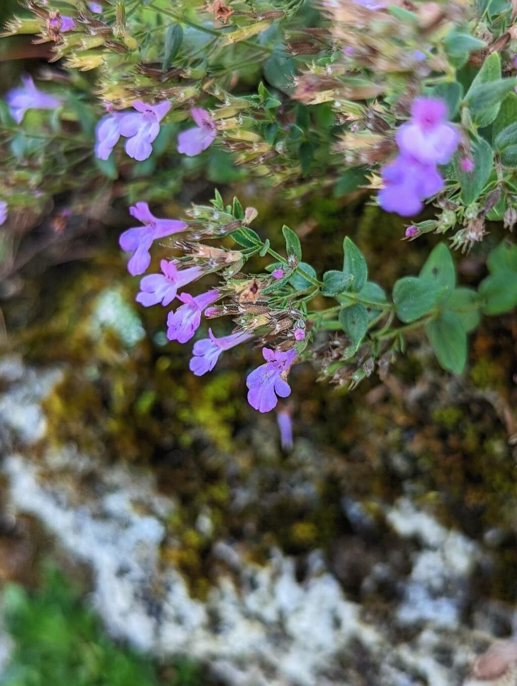 Micromeria croatica flower
