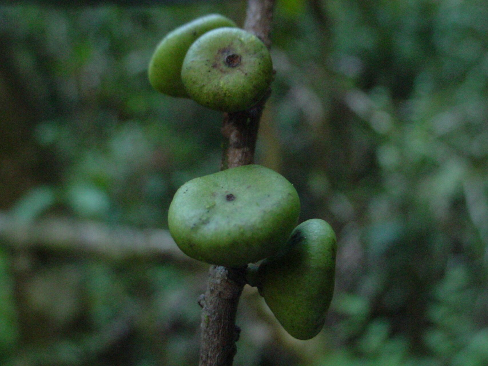 Myrsine discocarpa fruit