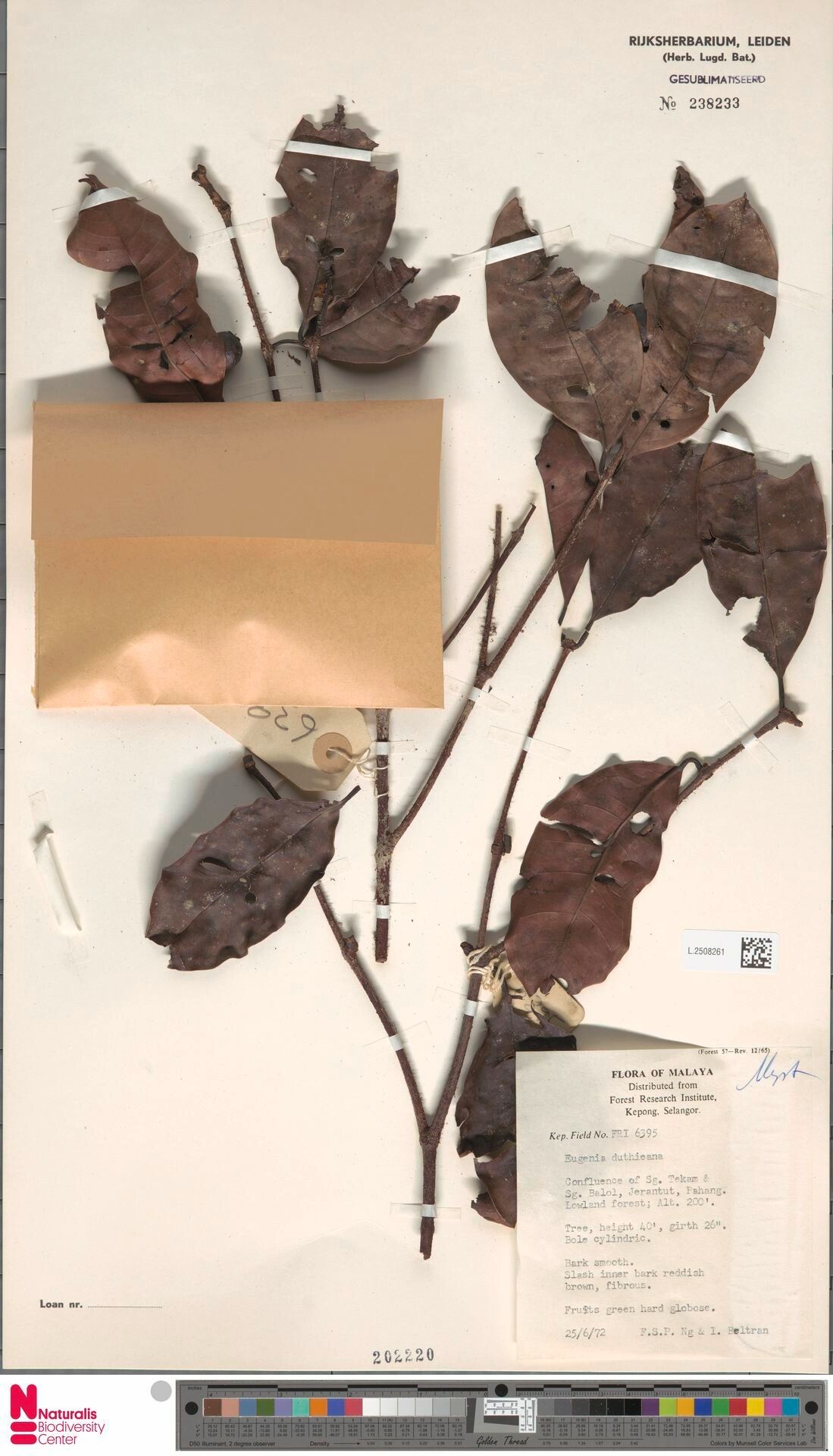 Syzygium duthieanum — houseplant care guide