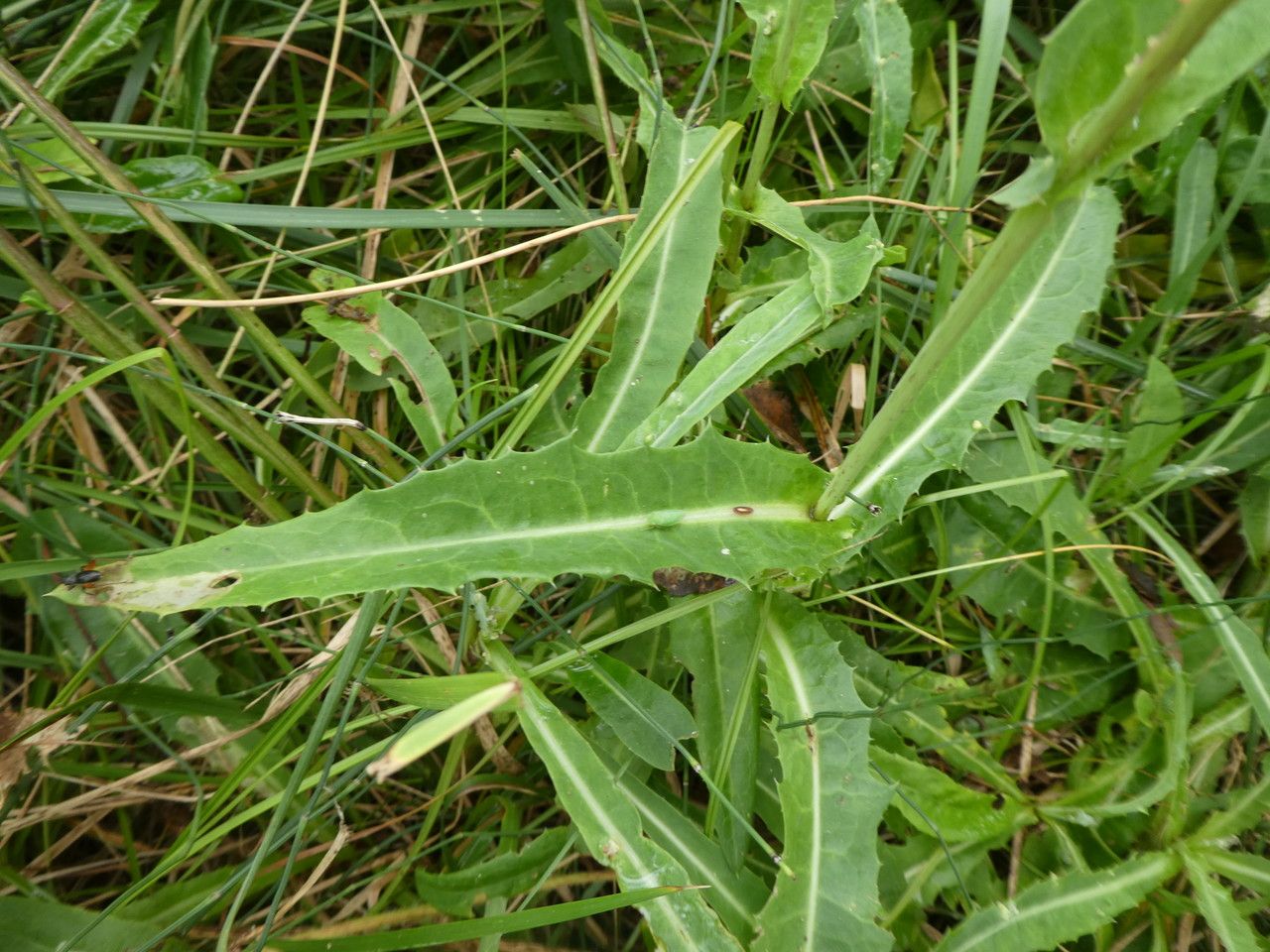 Sonchus maritimus — search result for 'Ukraine'