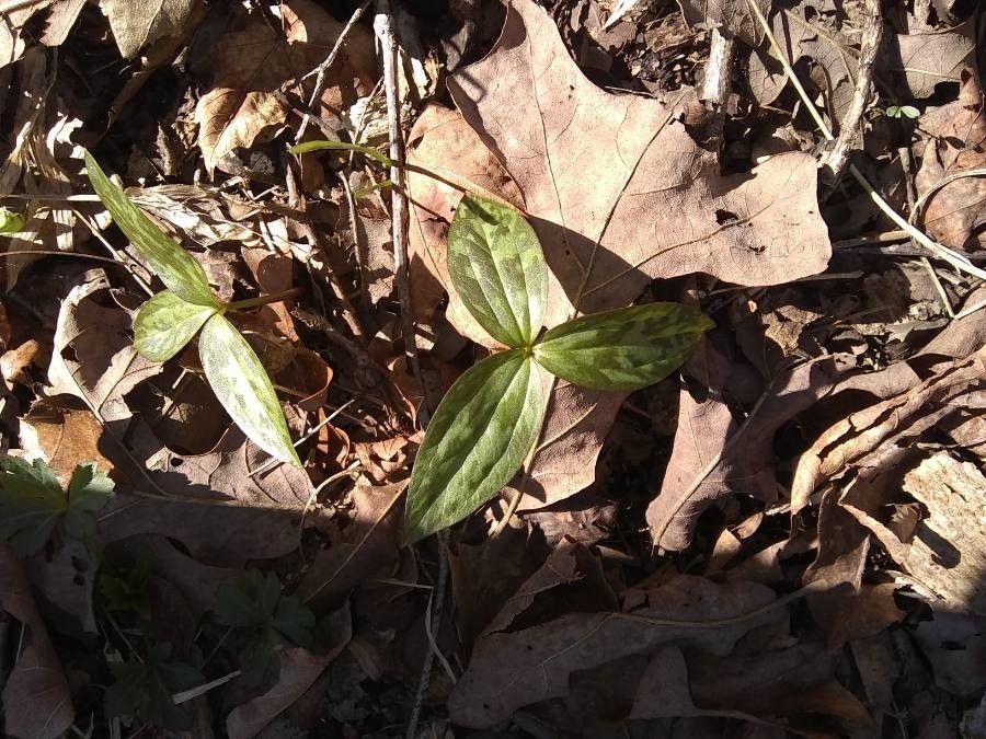 Trillium lancifolium leaf