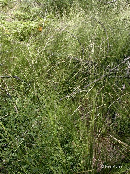 Melica harfordii habit