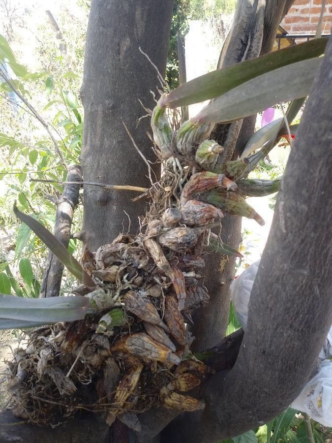 Laelia superbiens other