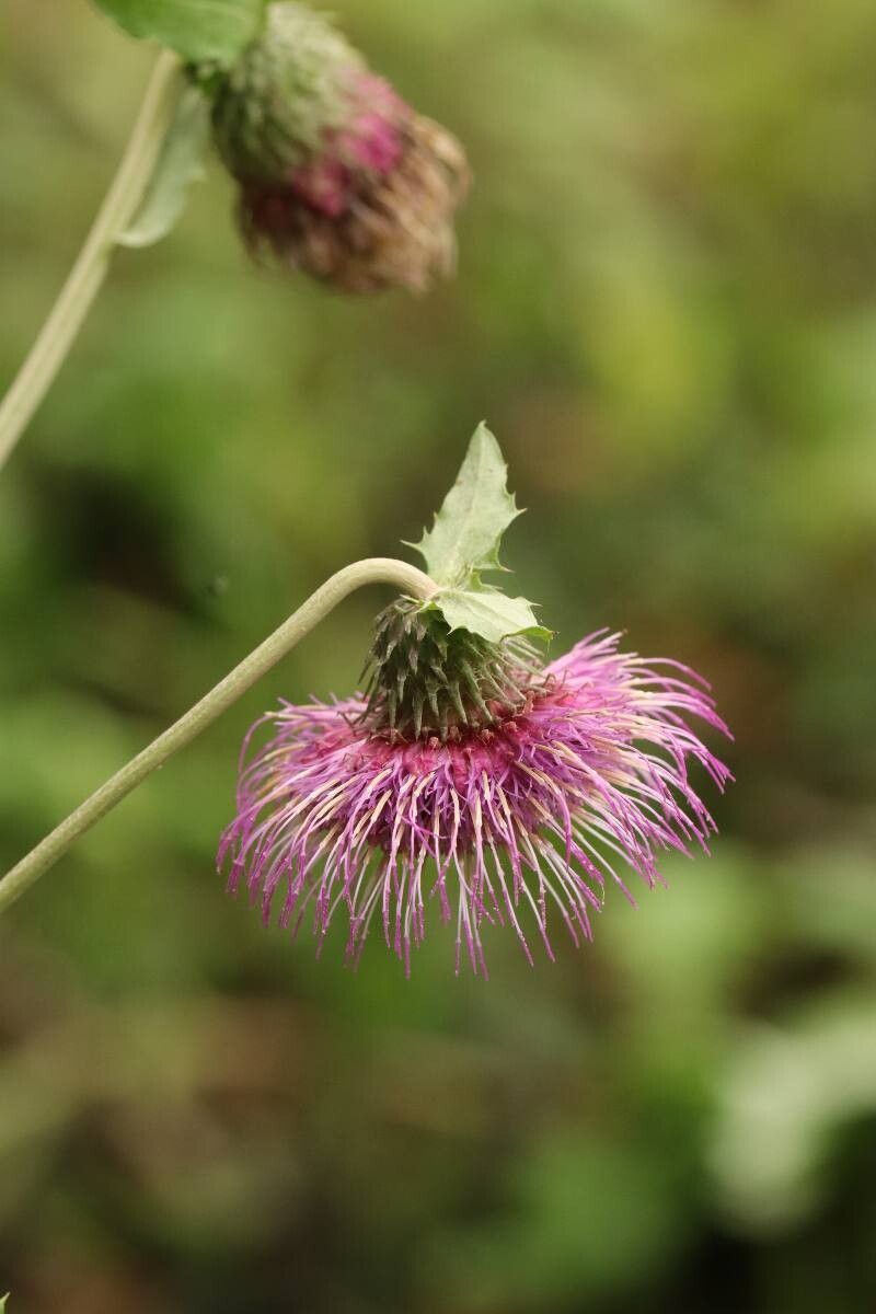 Cirsium yezoense — search result for 'Cirsium'
