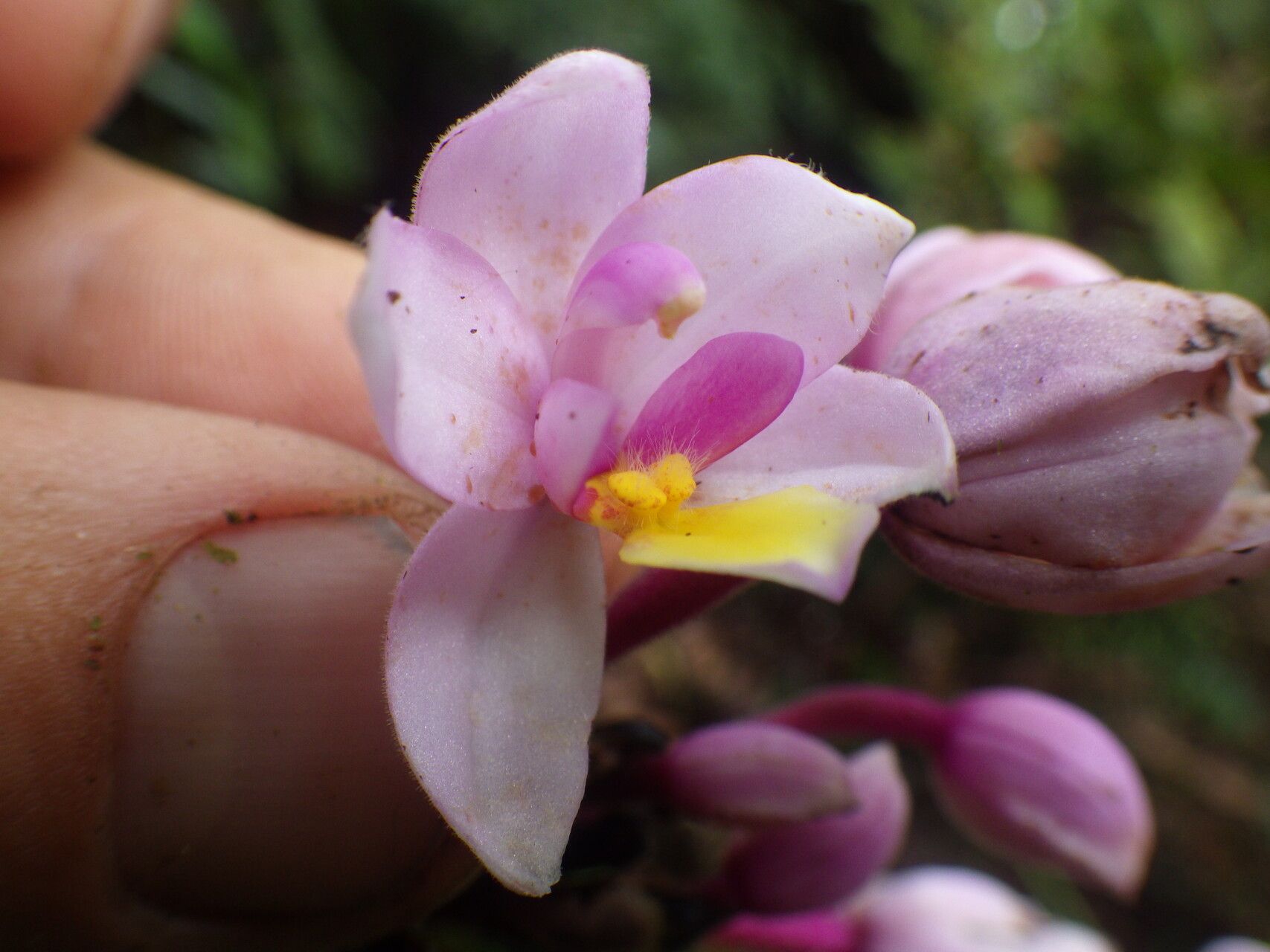 Spathoglottis parviflora — related species from the same genus
