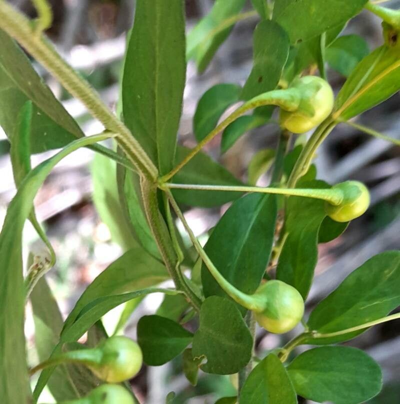 Solanum valdiviense fruit