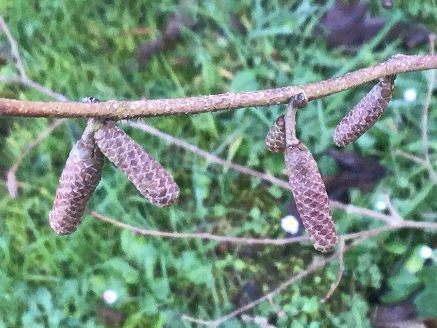 Corylus americana flower