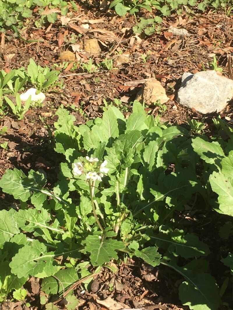 Diplotaxis × wirtgenii — search result for 'Diplotaxis'