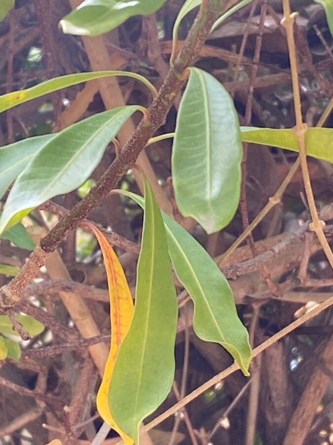 Strophanthus speciosus leaf