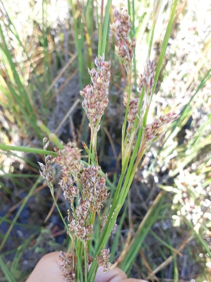Juncus subulatus flower