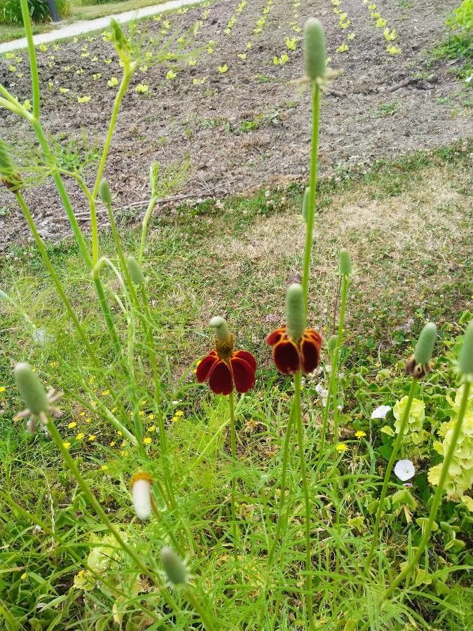 Ratibida columnifera flower