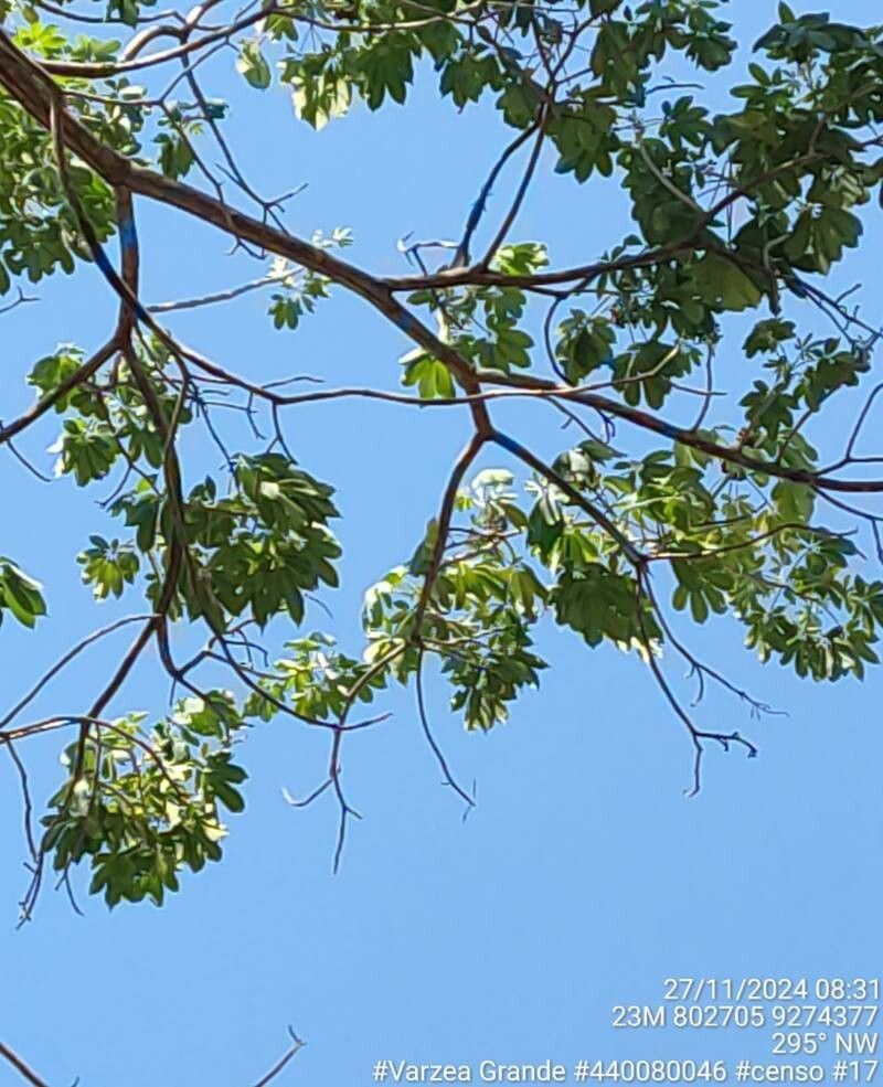 Godmania dardanoi — related species from the same genus