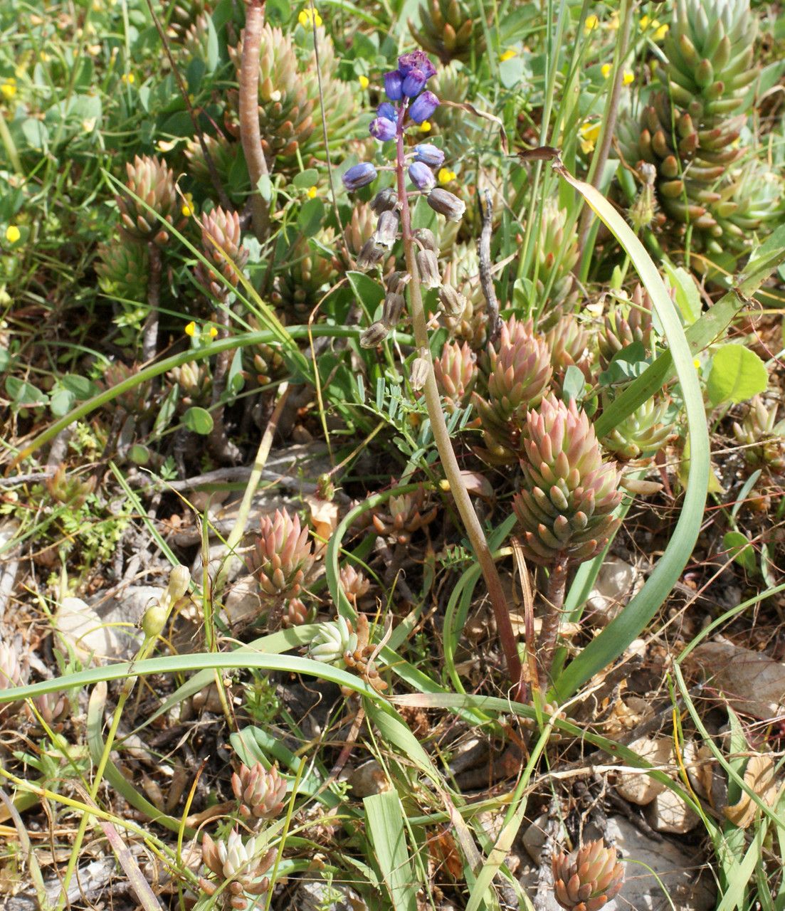 Bellevalia hackelli habit