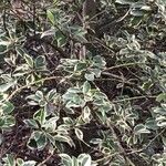 Cotoneaster bullatus